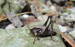 Atlanticus monticola