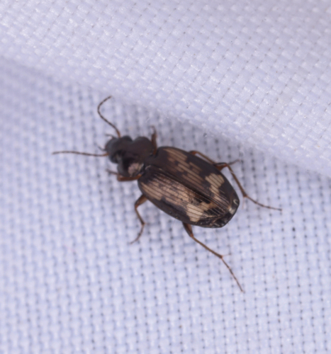 Tetragonoderus intersectus