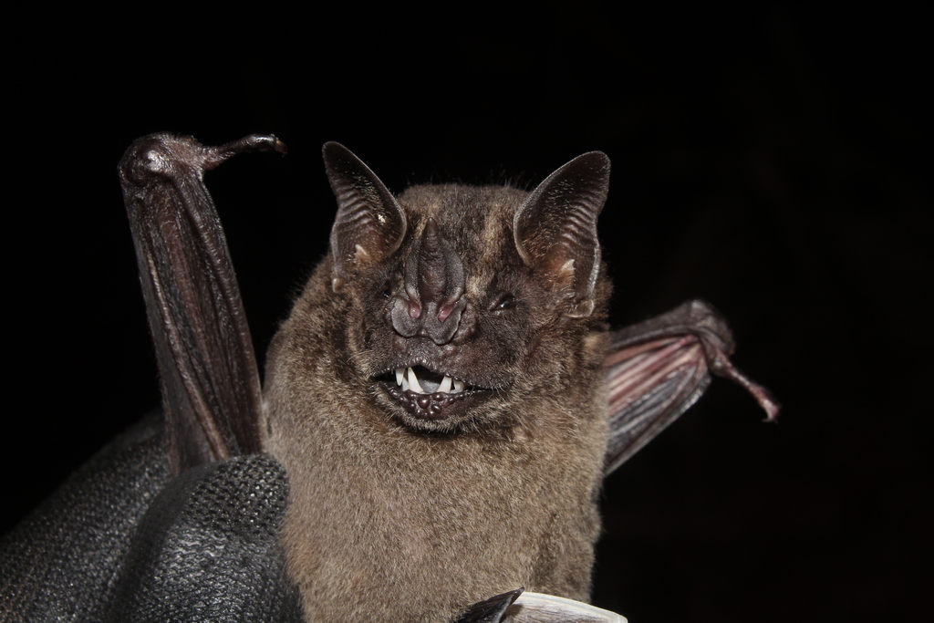 Dark Fruit-eating Bat