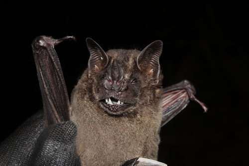 Dark Fruit-eating Bat