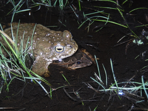 Iberian Painted Frog, Portugal, photo 6 of 10