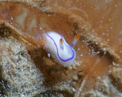 Thorunna daniellae observed 2025-04-06