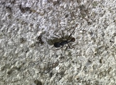 Pogonomyrmex striatinodus