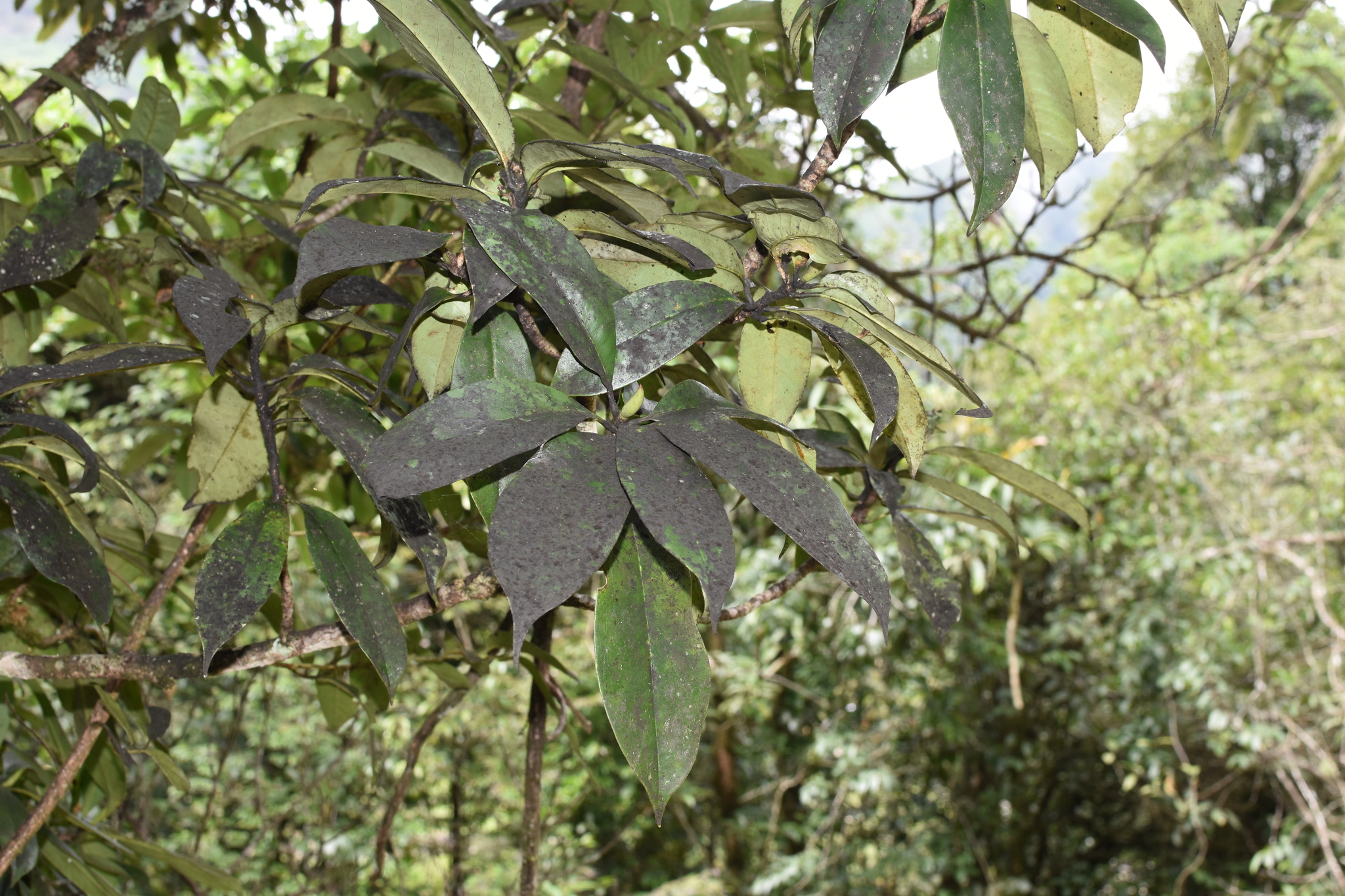 Styrax tonkinensis