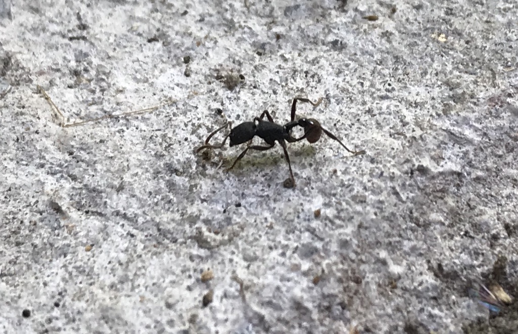 Sylvestris-group Harvester Ants