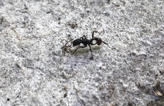 Pogonomyrmex striatinodus