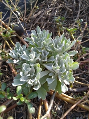 Crossostephium chinense