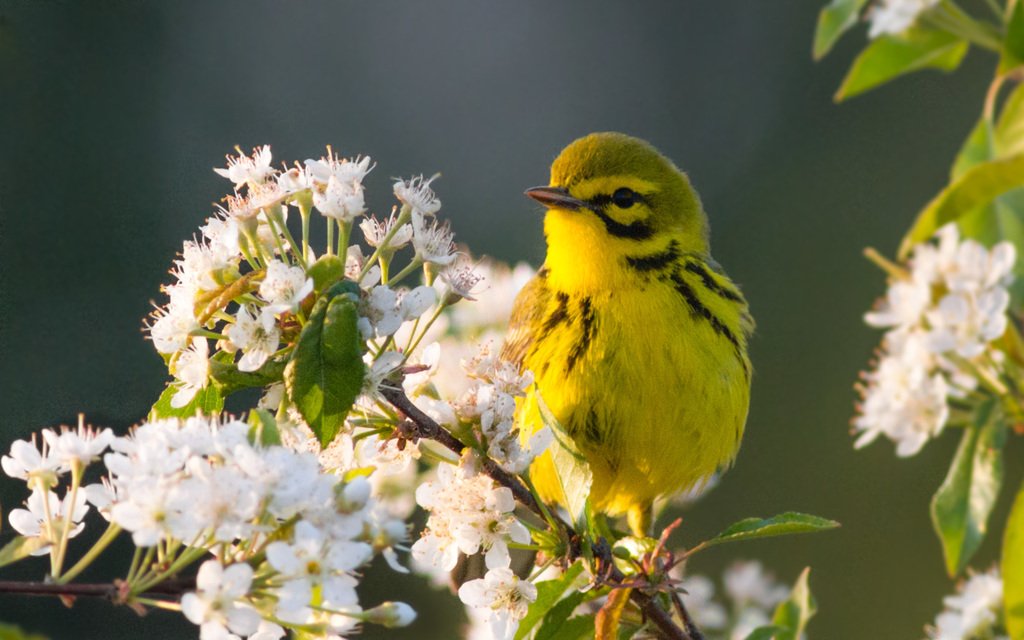 Prairie Warbler