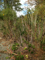 Helianthus californicus
