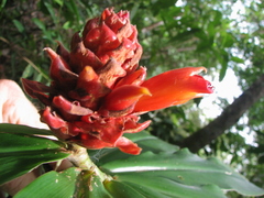 Costus ricus