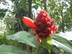 Costus ricus