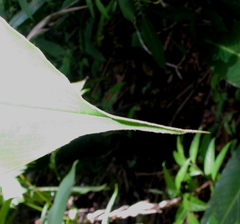 Costus ricus