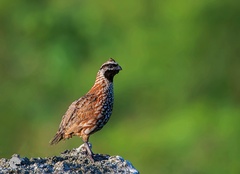 Colinus nigrogularis