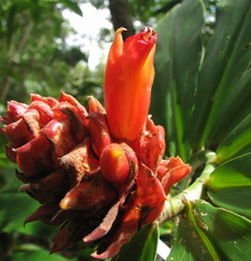 Costus ricus
