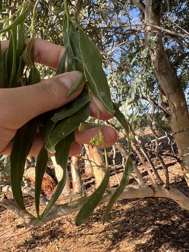 Image of Acacia salicina by (c) Toby Jin, some rights reserved (CC BY)
