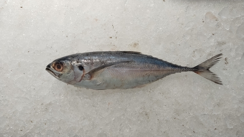 Cordyla scad (Megalaspis cordyla) — Carangidae — 5