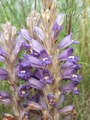 Phelipanche arenaria