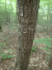 Ostrya virginiana image