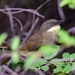Yellow-throated Greenbul - Photo (c) Ian White, some rights reserved (CC BY-NC-SA)