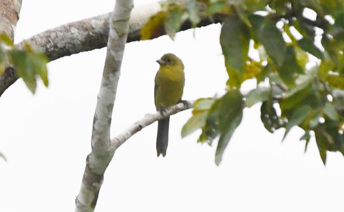Black-faced Tanager (Schistochlamys melanopis), photo 2