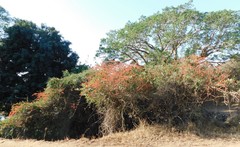 Combretum microphyllum