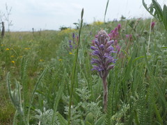 Phelipanche caesia