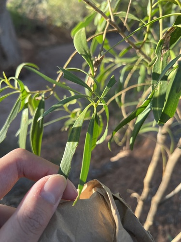 Image of Myoporum montanum by (c) Toby Jin, some rights reserved (CC BY)