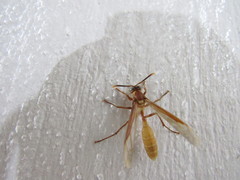 Apoica