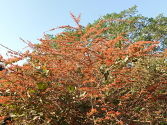 Combretum microphyllum