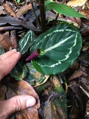 Goeppertia roseopicta