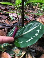 Goeppertia roseopicta