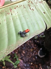 Ranitomeya reticulata