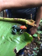 Ranitomeya reticulata