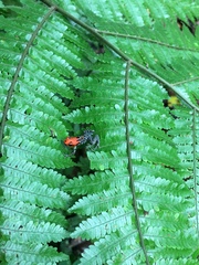 Ranitomeya reticulata