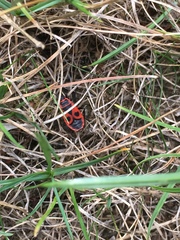 Pyrrhocoris apterus
