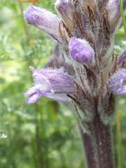 Phelipanche caesia