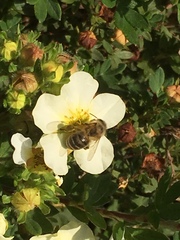 Apis mellifera