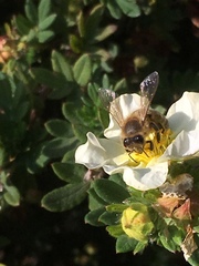 Apis mellifera