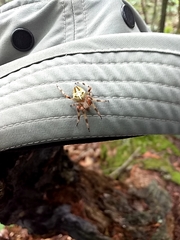 Araneus nordmanni