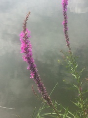 Lythrum salicaria