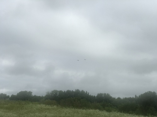 Sandhill Crane photographed in Iowa