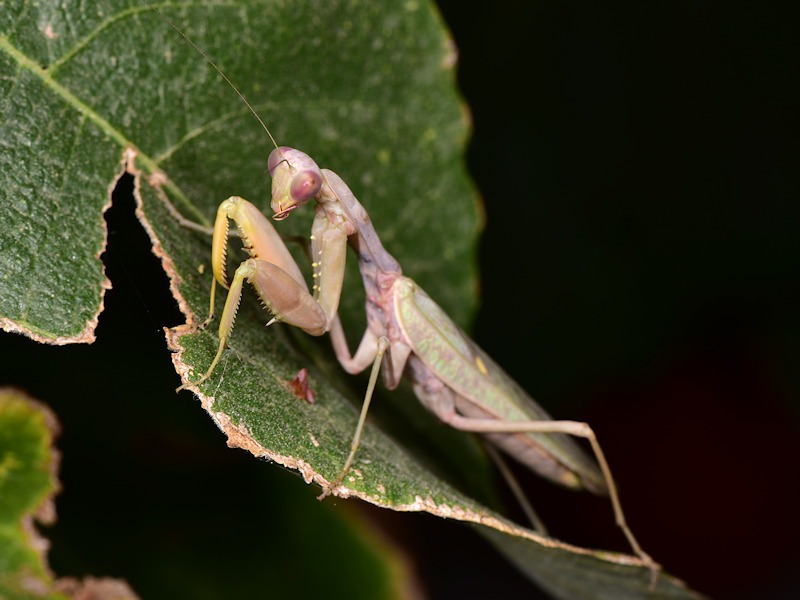 Transcaucasian Giant Mantis, photo 1 of 9