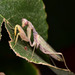 Transcaucasian Giant Mantis - Photo (c) Paolo Mazzei, some rights reserved (CC BY-NC), uploaded by Paolo Mazzei