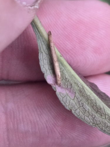 Coleophora granifera