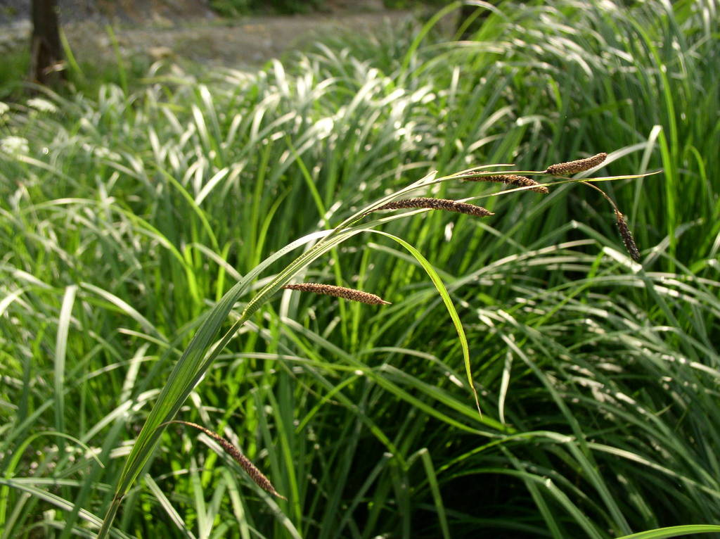 banat sedge