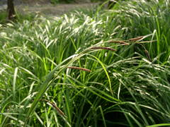 Carex buekii