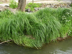 Carex buekii