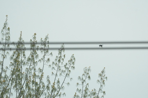 Oriental Magpie