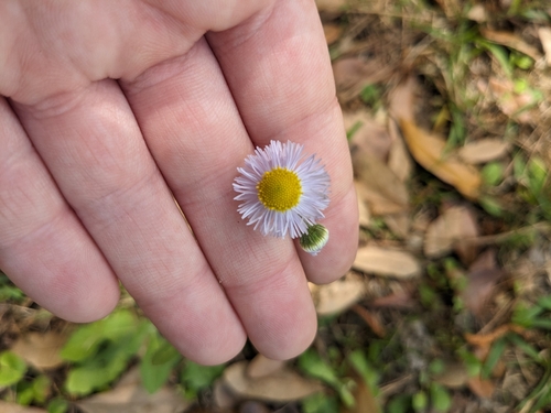 Image of Erigeron quercifolius by no rights reserved