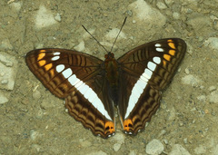 Adelpha alala